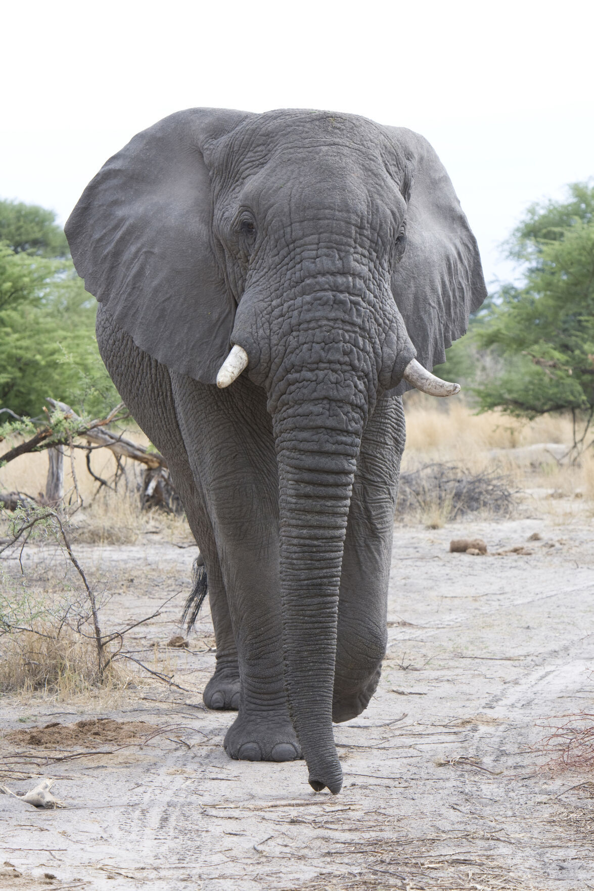 A single elephant
